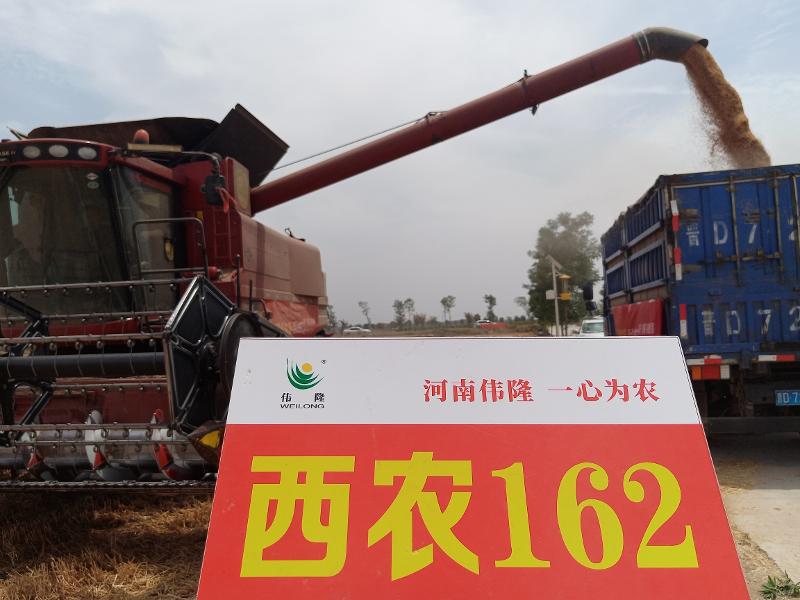 河南偉隆 中原農(nóng)谷示范田 西農(nóng)162.jpg